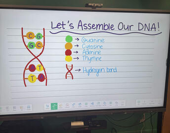 STEM DNA Lesson Plan